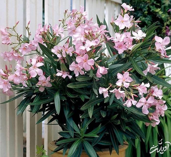 گیاه خرزهره